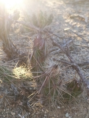 Grusonia kunzei