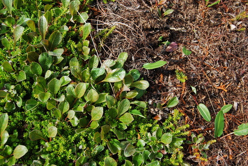 Image of Salix sphenophylla by (c) Maria Khoreva, some rights reserved (CC BY)