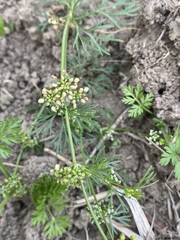 Cyclospermum