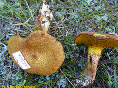 Suillus cavipes
