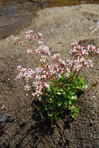 Image of Micranthes nudicaulis by (c) Maria Khoreva, some rights reserved (CC BY)