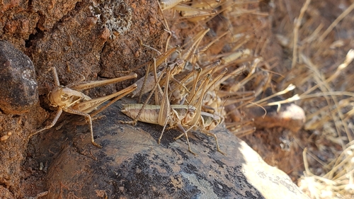 iNaturalist observation photo of Dusky Shieldback