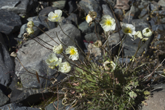 Papaver pseudocanescens