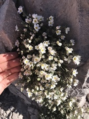 Polemonium pulcherrimum shastense