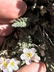 Polemonium pulcherrimum shastense