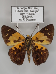 Scopulifera