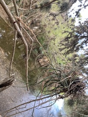 Tillandsia baileyi