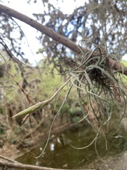 Tillandsia baileyi