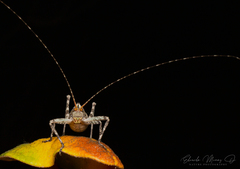Polycleptidella chilensis