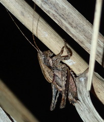 Aglaothorax longipennis