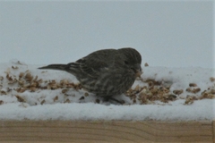 Haemorhous mexicanus