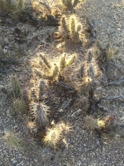 Grusonia kunzei