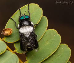 Osca varia