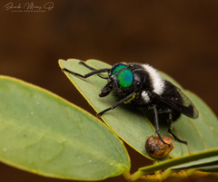 Osca varia