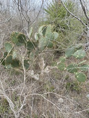 Opuntia alta