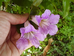 Bignonia callistegioides