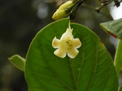 Macrocarpaea macrophylla
