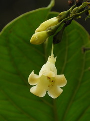 Macrocarpaea macrophylla