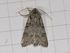 Acronicta tota