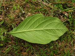 Macrocarpaea macrophylla