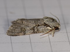 Acronicta tota