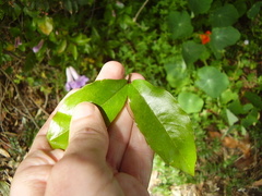 Bignonia callistegioides
