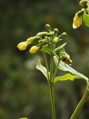 Macrocarpaea macrophylla