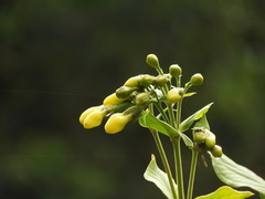 Macrocarpaea macrophylla
