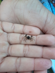 Halicarcinus