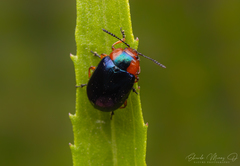 Phaedon semimarginatus