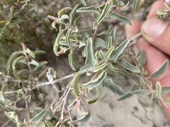 Atriplex acanthocarpa