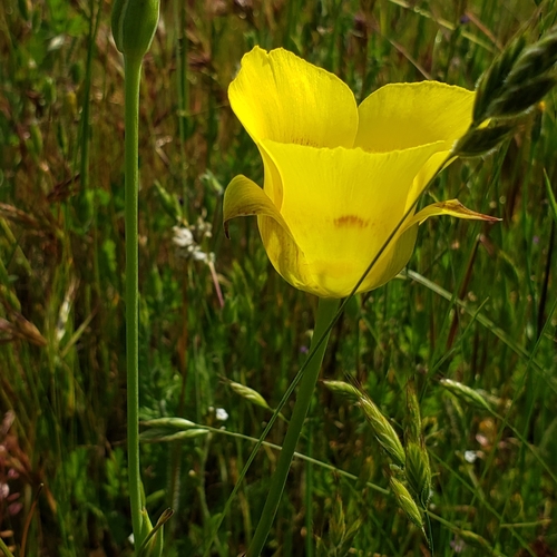 iNaturalist observation photo of Yellow Mariposa Lily