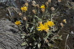 Crepis chrysantha