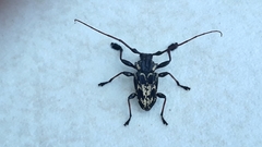 Steirastoma marmoratum