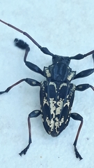 Steirastoma marmoratum