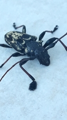 Steirastoma marmoratum