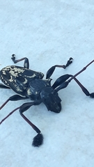 Steirastoma marmoratum