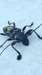 Steirastoma marmoratum