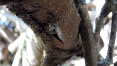 Polygonus leo arizonensis