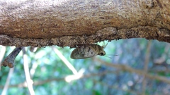 Polygonus leo arizonensis