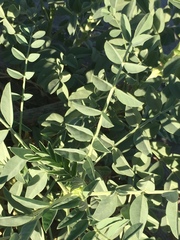 Astragalus crotalariae