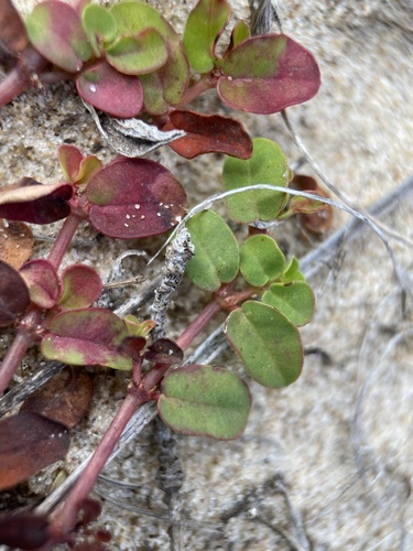 Image of Euphorbia cordifolia by (c) Matt Berger, some rights reserved (CC BY)
