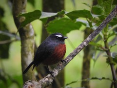 Ochthoeca cinnamomeiventris