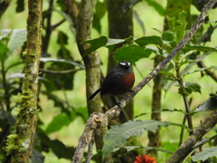 Ochthoeca cinnamomeiventris