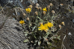 Crepis chrysantha
