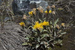 Crepis chrysantha