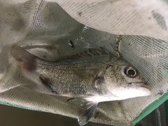 Acanthopagrus schlegelii