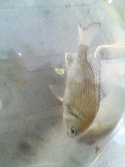 Acanthopagrus schlegelii