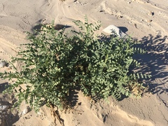 Astragalus crotalariae