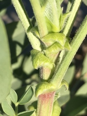 Astragalus crotalariae
